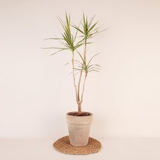 드라세나마지나타