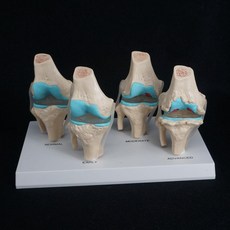 보건인을위한병리학