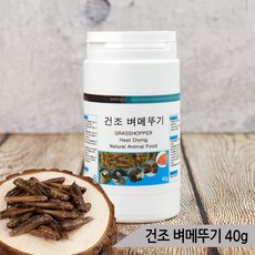 식용메뚜기 TOP01