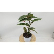 베고니아스노우캡