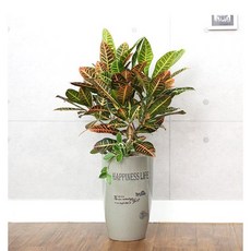 미용실개업화분