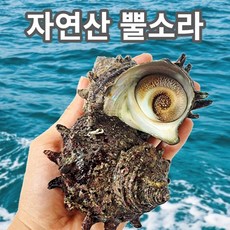 가미찬 거제도 제철해산물 해녀가 직접 잡은 산지직송 자연산 뿔소라, 1.5kg, 1개