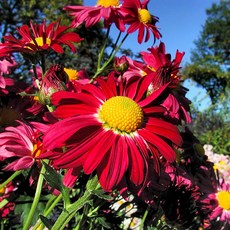 시즌플라워 [초화류]구절초-레드 3개셋트, 3개