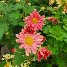 [초화류]구절초-오렌지 3개셋트, 3개