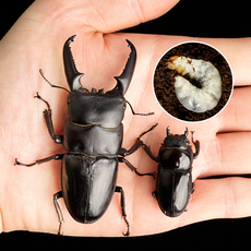  넓적사슴벌레 성충 또는 애벌레 수컷/암컷 1마리 사이즈 옵션선택 기르기세트, 기네스급 수컷(♂84mm)23.3월생, 성충 한마리 