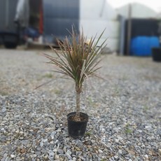 레인보우마지나타