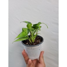 옥시카르디움브라질