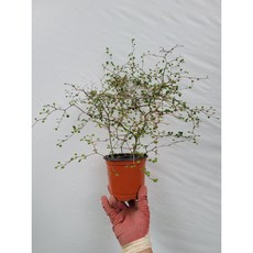 백사계08년백량차가격