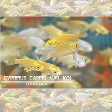 (주)가성아쿠아홈펫 가성아쿠아 비단잉어 유어 (5~6cm) 2마리 금붕어 열대어, 5마리