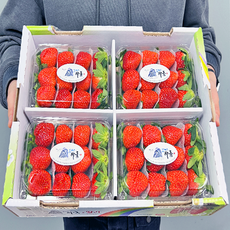 [산지에서바로]단단한 고당도 설향 딸기 프리미엄, 딸기 (대) 500g x 1팩