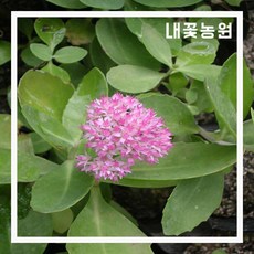 꿩의비름 포트 3주 묶음