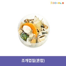 쪼물쪼물내친구파포왕