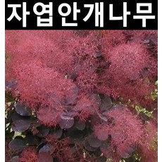 자엽안개(로얄퍼플) 키80cm 스탠다드형 화분/나무 묘목/활엽수/정원용