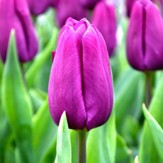 5369f3cf6ff310e5f4a1de55171fe4e43a39401f27d8b1b22bbc6eed4f49.png