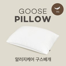 알레르망구스속통 TOP01