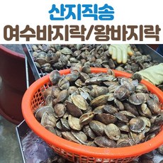 산지직송 남해 바지락 왕바지락 1kg, 일반정품바지락_1kg