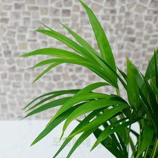 정원요리의약용을망라한제카의허브