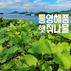 통영 비진도 노지 취나물 제철 봄나물 산지당일 수확발송