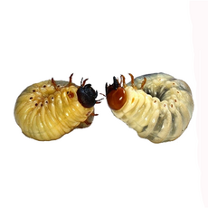 곤충프라자 장수풍뎅이 유충 키우기 기르기 사육용품, 장수풍뎅이유충 암컷