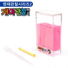 팬시로비개미관찰하기