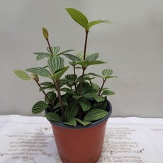9f5429fd395eeb44cd07fc02df53f391d82df9679c61a3a534cd76829124.jpg