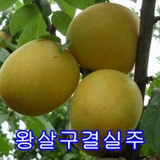 살구(신사대실)3년결실주.묘목.나무묘목.유실수.꽃나무.과실수.자두 1그루, 1개