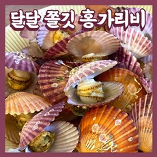 제철 통영 고성 홍가리비 1kg 국산 단풍가리비