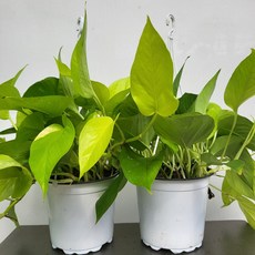 형광스킨답서스