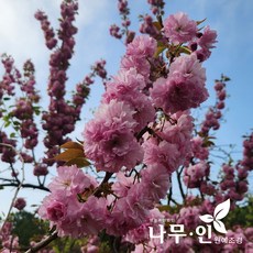 [나무인] 겹벚꽃(겹벚)나무 묘목 2그루