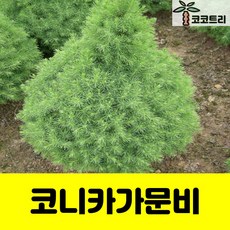 [코코트리] 코니카가문비 묘목, 1개, 코니카가문비 키 50cm이상 포트