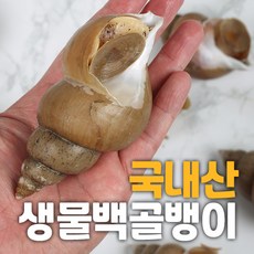 밀고동