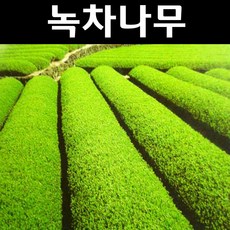 녹차묘목