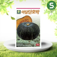 단호박씨