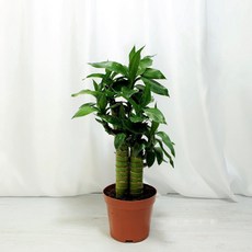 cocooning 행운목계열 전자파차단 공기정화식물 황금의 상징 연화죽
