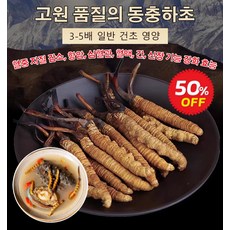 [한정세일] 고급 동충하초 100% 유기농 동충하초 0.5g