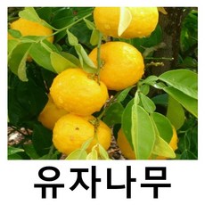 유자나무 묘목 7치화분 결실주