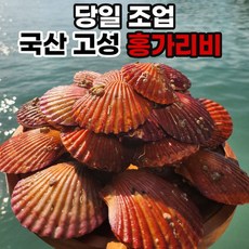 옳음 호텔납품 국산 청정해역 속이 꽉찬 세척 홍가리비, 1박스, 고성 홍가리비 3kg