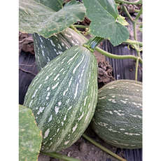 국산 단호박 만차랑단호박10kg, 1개, 10kg