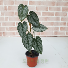 브랜티아넘