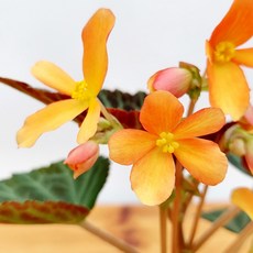 베고니아키우기