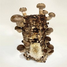 [해담은농장] 버섯키우기 키트 표고버섯 배지 국산 유기농 참나무 톱밥 100%, 표고배지, 1개