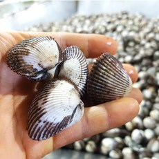 [싱싱이네] 산지직송 국산 여수 새꼬막 2kg 3kg 4kg 5kg, 1개, 특대 10kg