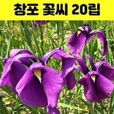 창포씨앗 20립 보라색 꽃창포 야생화 꽃씨 종자