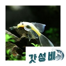  [플레코] 안시 롱핀 L-144 2마리 3~4cm, 1개 