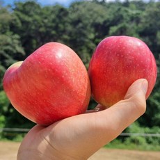 사과 세척 홍로 개별포장, 홍로 사과 가정용 실속, 1개, 3kg 중소과(15-18과) - 애플츄