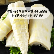 미트팬트리 담양대숲의 귀한 어린 죽순(5~6월채취한 분죽) 300G 삶은 죽순, 1개