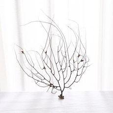 산호가지