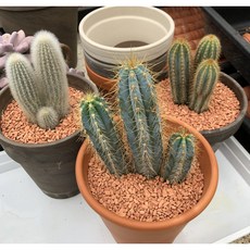 시바산노락시스