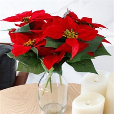 포인세티아조화