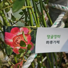 [무 배]덩굴장미(대) 보카시 하루가제 2024 새상품, 1개